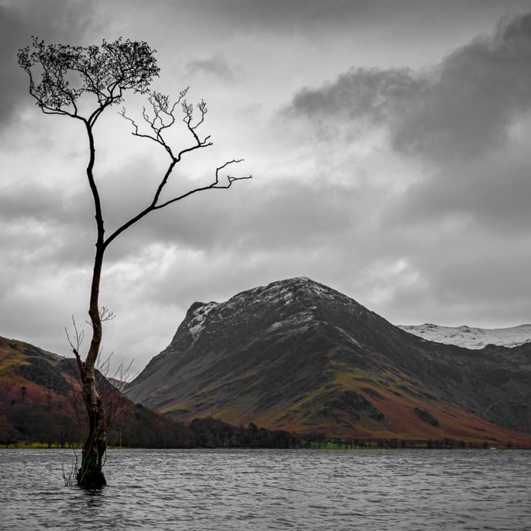 The Lonely Tree - Buttermere
