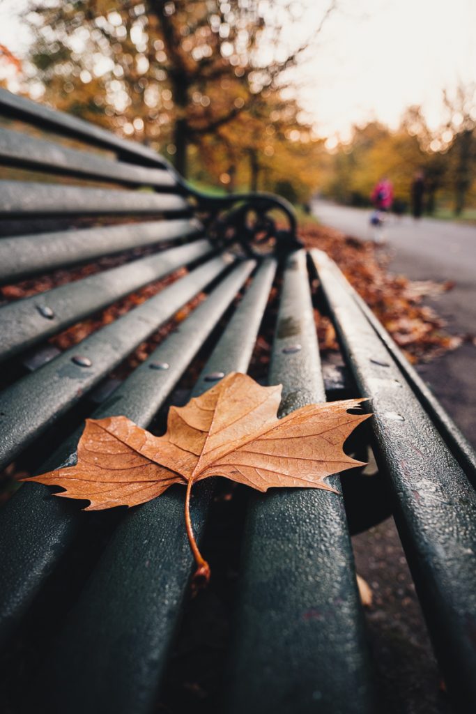 Autumn Leaf - Greenwich Park